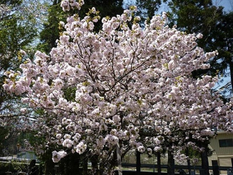 Stayful House Nakamachi Hakuba Eksteriør bilde